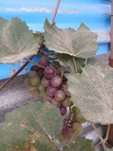 salon de coiffure afro tresse tresses box braids crochet braids vanilles tissages paris 75 77 78 91 92 93 94 95 IWSNABKI